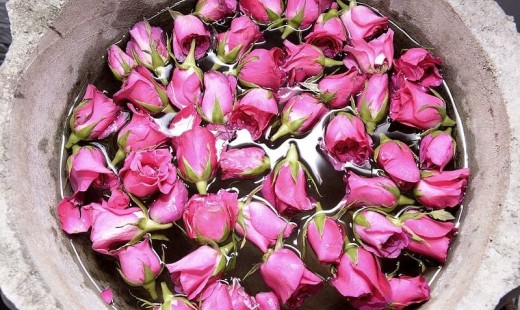 Khám phá bí mật của những loài hoa ăn được trong ẩm thực cao cấp